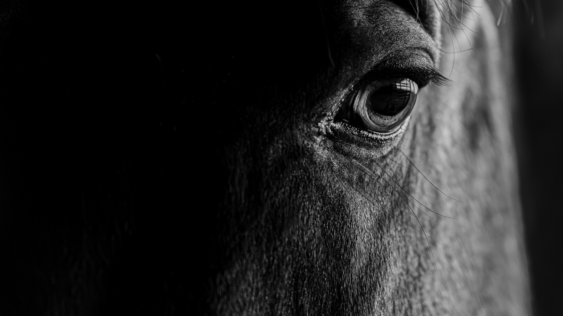 Black-and-white horse study from Danila Puznaev's portfolio