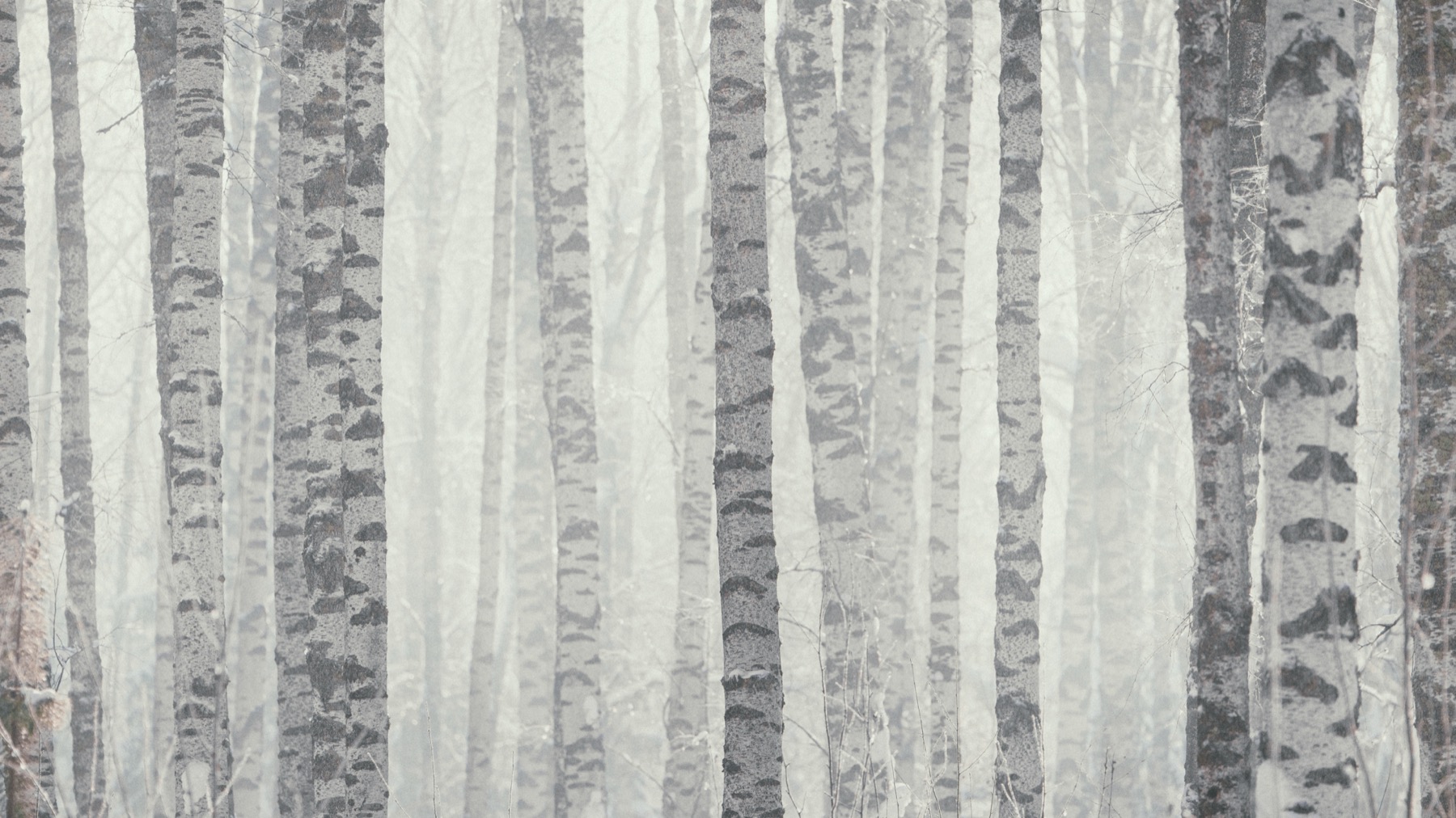 Winter trees in mist