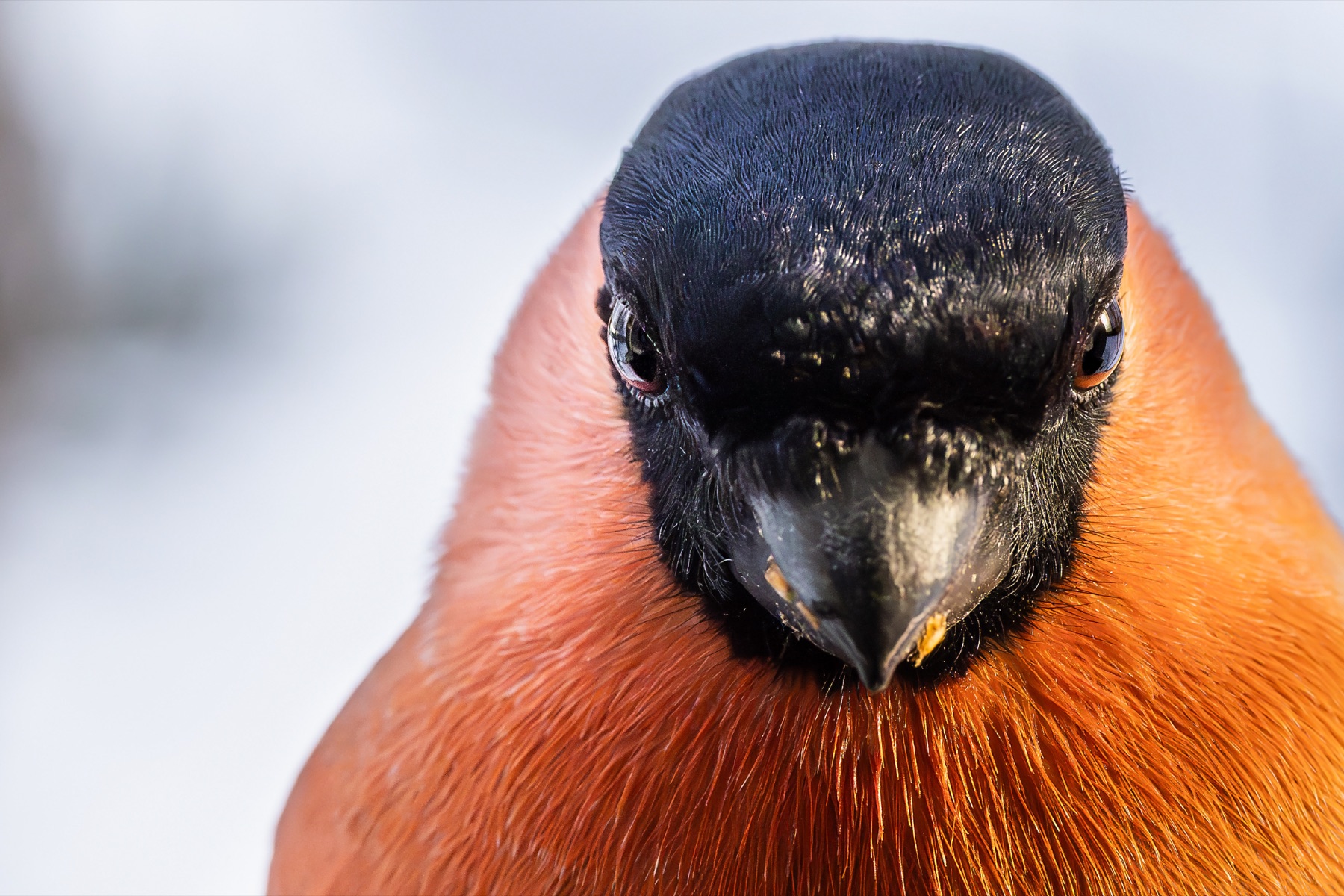 Intense bullfinch portrait