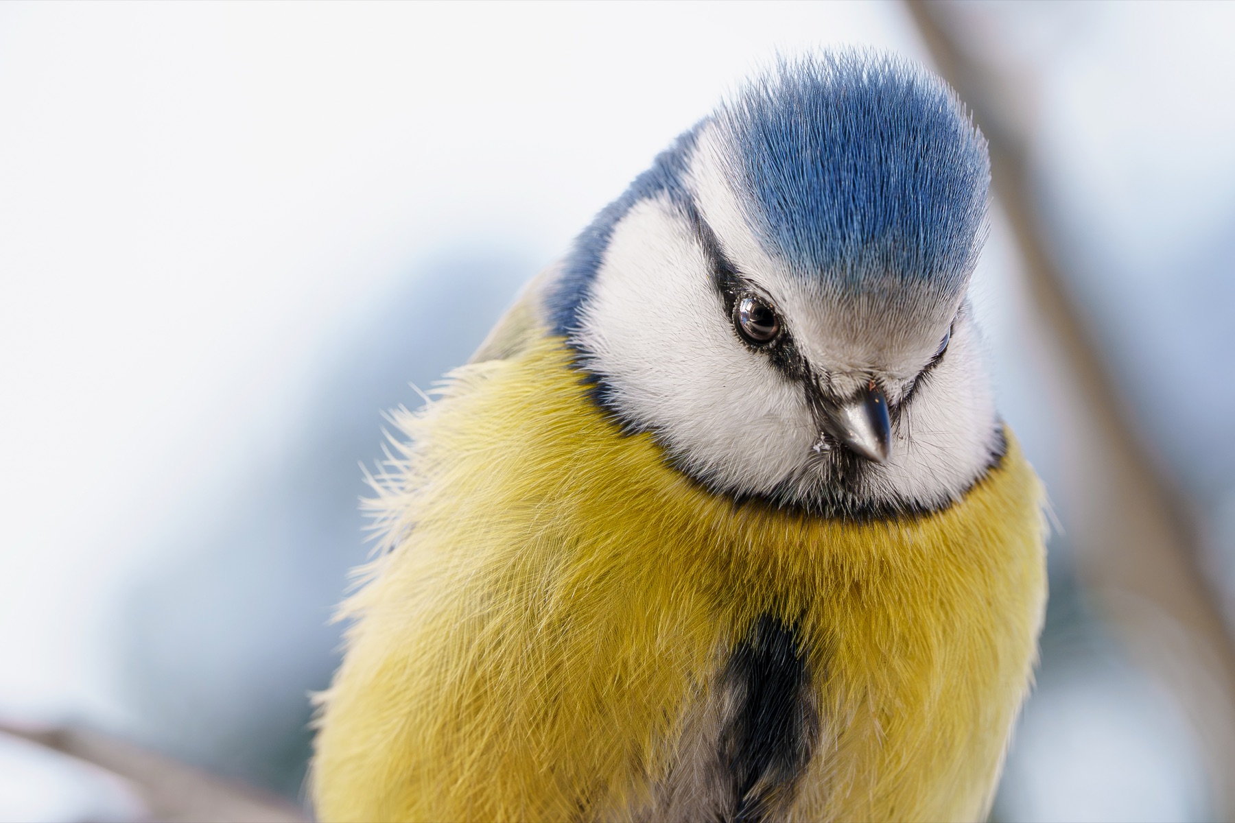 Dramatic blue tit portrait